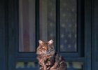 KittyFence--FIN copy  A cat enjoys the morning sun as it sits on a fence in front of a home in Landrum, SC Sunday, 9-17-06. (AP Photo/Spartanburg Herald-Journal/Tim Kimzey)